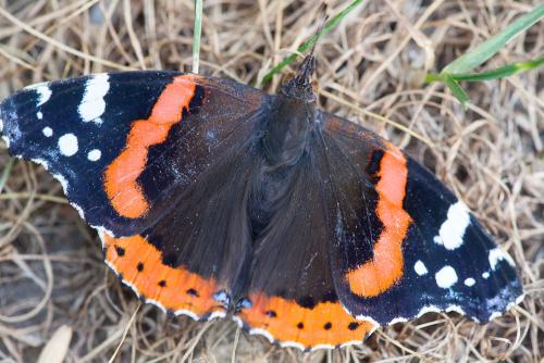 Réf. 90 636 : Vanessa atalanta