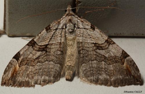 Aplocera sp.