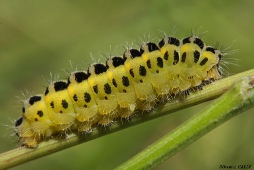 Réf. 90 505 : Zygaena sp.
