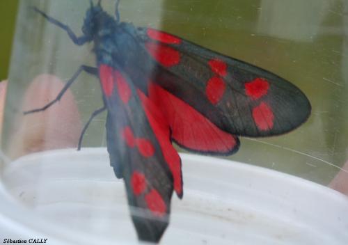 Zygaena filipendulae