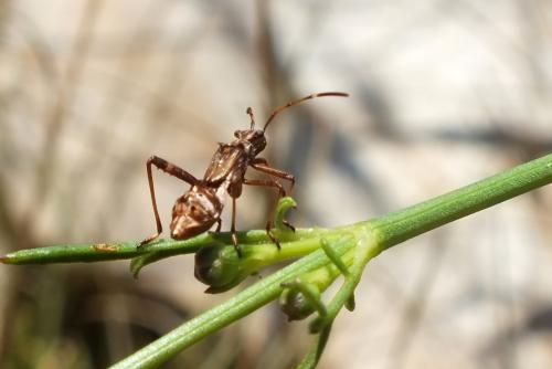 Camptopus lateralis