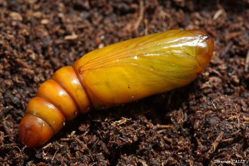 Réf. 90 213 : Helicoverpa armigera