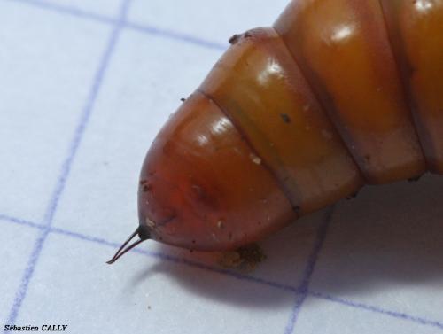 Helicoverpa armigera