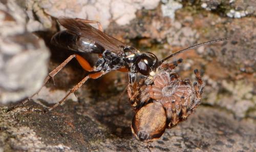 Réf. 90 565 : Agenioideus cinctellus