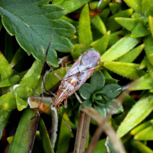 Belonochilus numenius