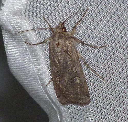 Euxoa sp.