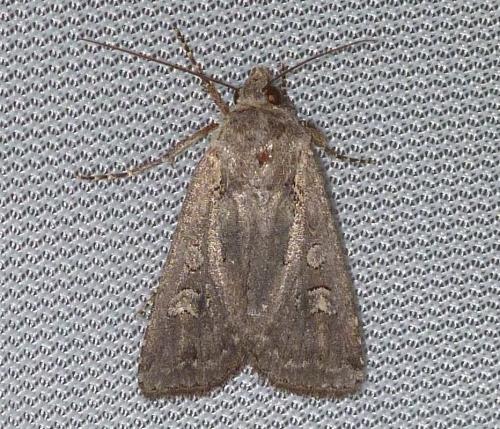 Euxoa sp.