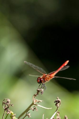 Sympetrum sanguineum