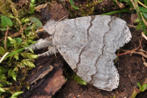 Réf. 90 644 : Calliteara pudibunda