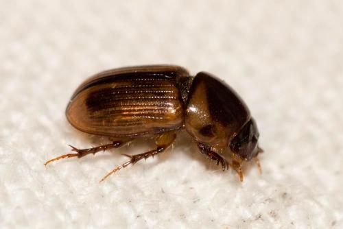 Labarrus lividus