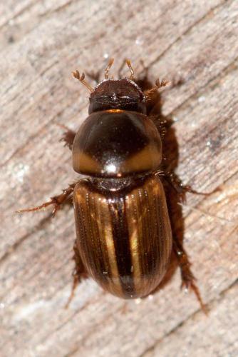 Labarrus lividus