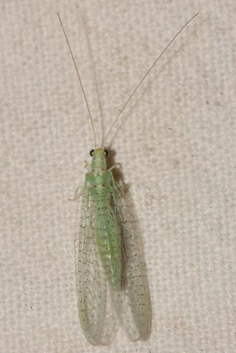 Pseudomallada benedictae