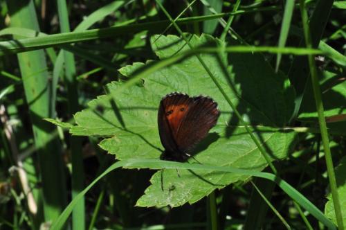 Réf. 90 691 : Erebia euryale