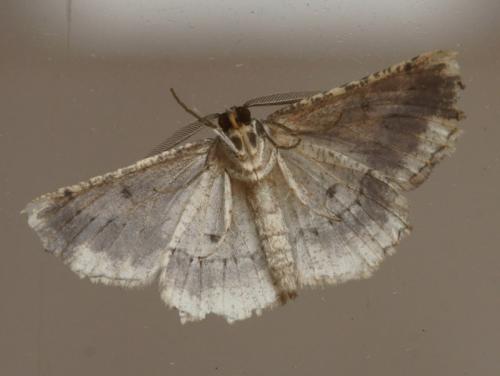 Menophra abruptaria