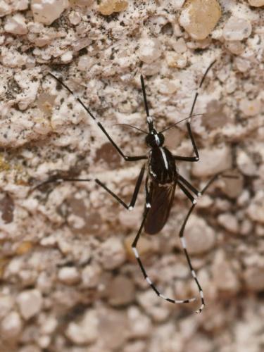Aedes albopictus