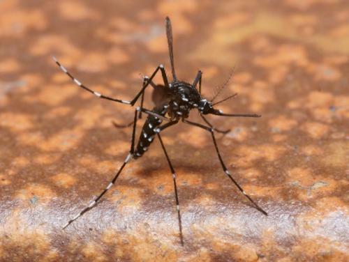 Aedes albopictus