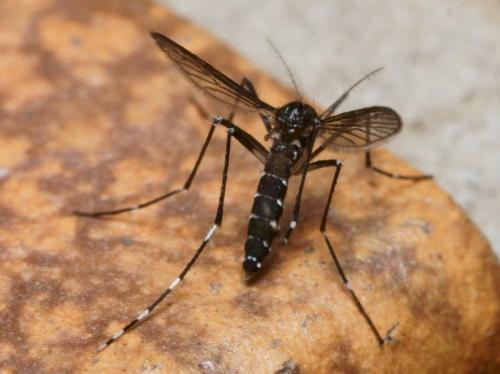 Réf. 90 242 : Aedes albopictus