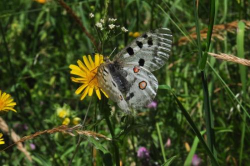 Parnassius apollo