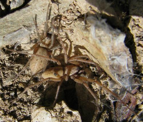 Nomisia aussereri