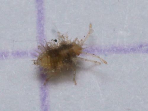 Corythauma ayyari