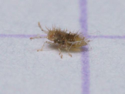 Corythauma ayyari