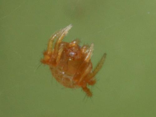 Réf. 90 001 : Cyrtarachne ixoides