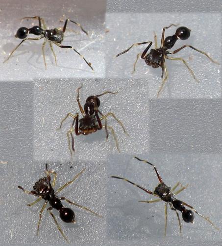 Agorius sp.
