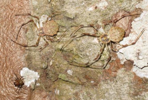 Herennia multipuncta