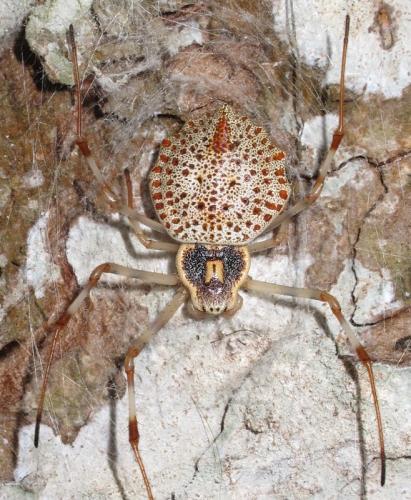 Herennia multipuncta