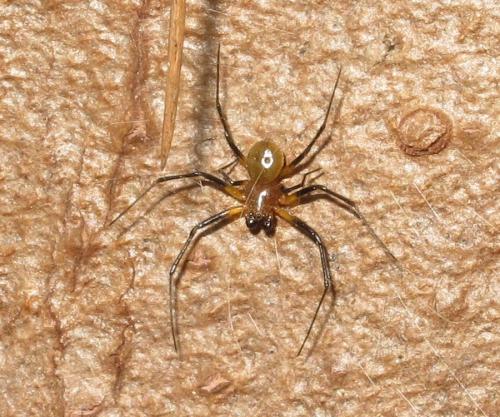 Herennia multipuncta