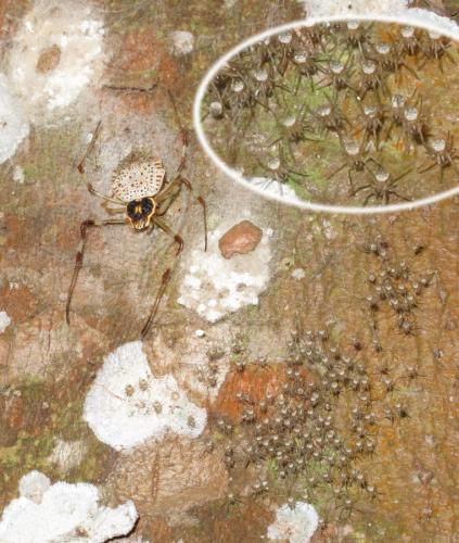 Herennia multipuncta