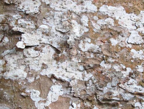 Herennia multipuncta