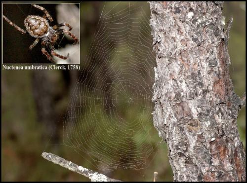 Nuctenea umbratica
