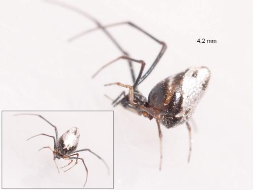 Réf. 90 344 : Argyrodes argyrodes