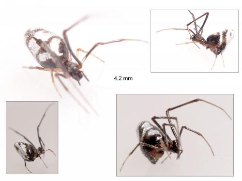 Argyrodes argyrodes