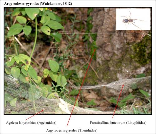 Argyrodes argyrodes