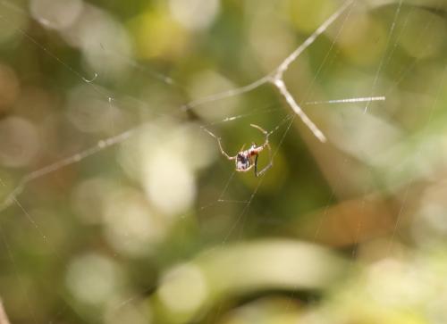 Argyrodes argyrodes