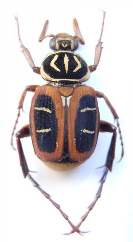Réf. 90 888 : Paratrichius coopertus