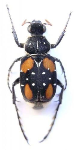 Paratrichius sp.