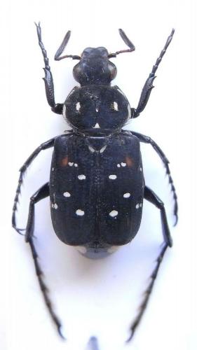 Réf. 90 897 : Paratrichius alexisi