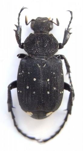 Paratrichius alexisi