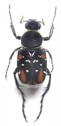 Paratrichius hajeki