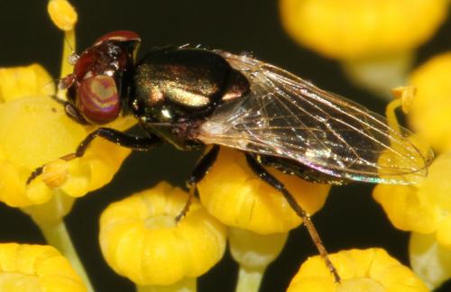 Réf. 90 823 : Physiphora alceae