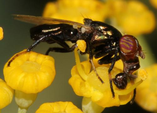 Réf. 90 824 : Physiphora alceae