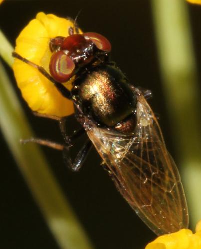 Réf. 90 822 : Physiphora alceae