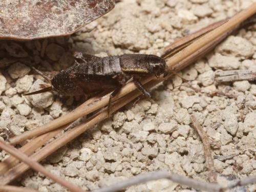 Mogoplistes brunneus