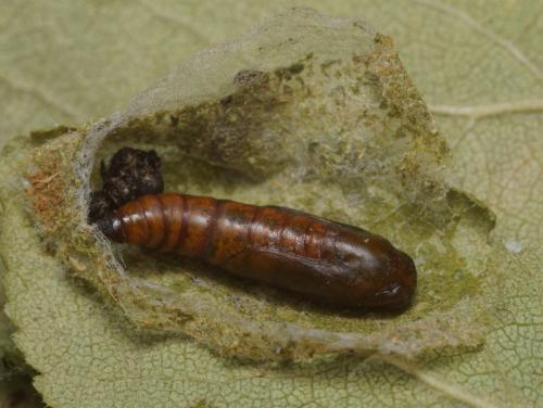 Menophra abruptaria