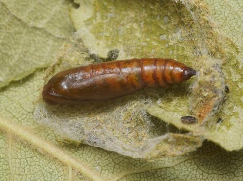 Menophra abruptaria
