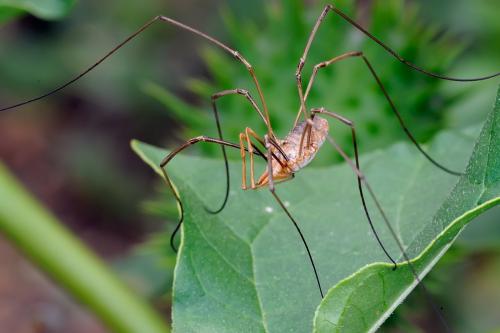 Réf. 90 258 : Phalangium opilio