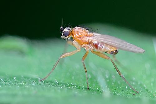 Lonchoptera sp.